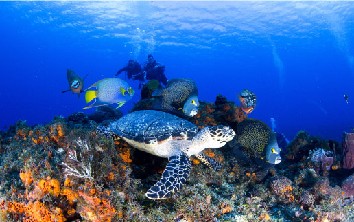 Cozumel